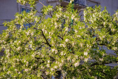Bahçedeki güzel çiçekler