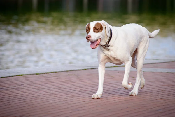 Beagle Kutya Fut Mellett — Stock Fotó