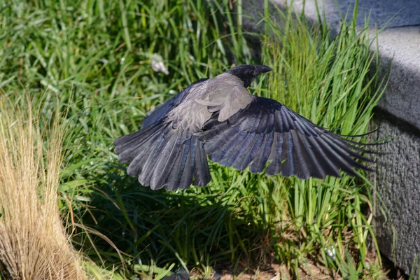 Ptak Gnieździe Ogrodzie — Zdjęcie stockowe