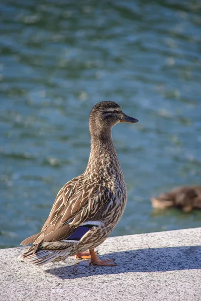 湖の鳥のクローズアップ — ストック写真