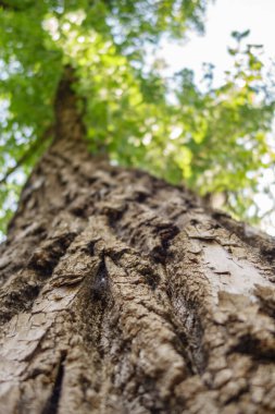 Bir ağaç gövdesini kapatın.