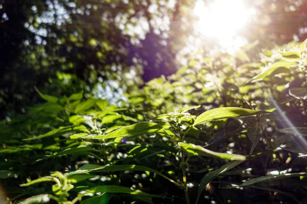 Raios Sol Vista Através Planta — Fotografia de Stock