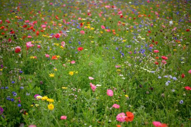 Bahçedeki güzel çiçekler