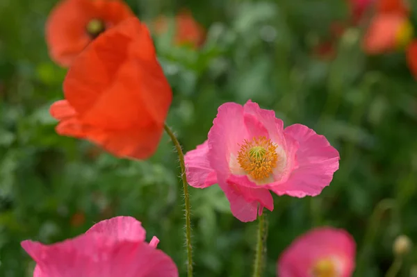 Piękny Czerwony Mak Kwiat Ogrodzie — Zdjęcie stockowe