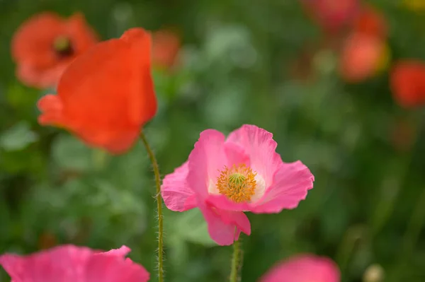 Belle Fleur Pavot Rouge Dans Jardin — Photo