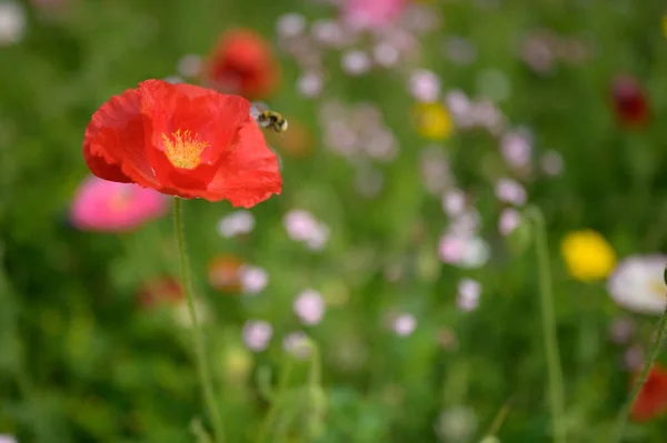 Czerwone Kwiaty Maku Ogrodzie — Zdjęcie stockowe