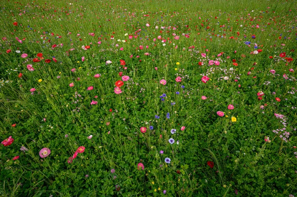 Schöne Blumen Garten — Stockfoto