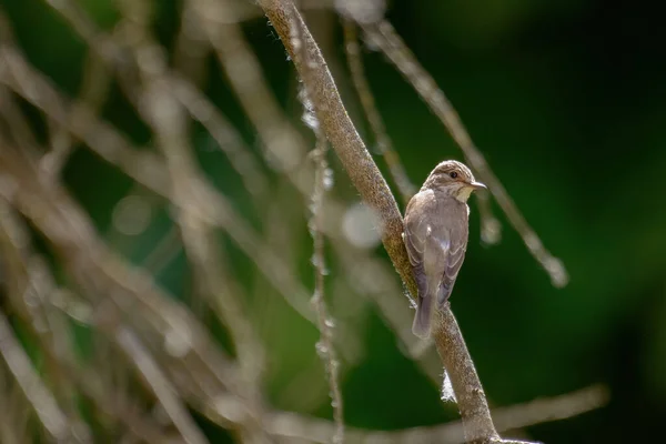 Closeup Shot Bird — Stock Photo, Image