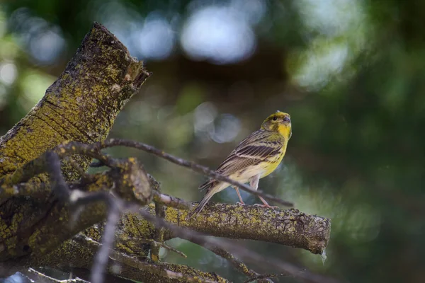 Closeup Shot Bird — Stock Photo, Image