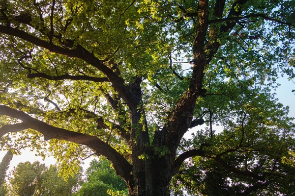 Árvore Verde Grande Cenário Ensolarado — Fotografia de Stock