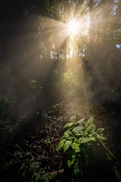 Сонячні Промені Проходять Крізь Гілки Дерев Лісі — стокове фото