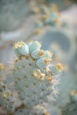 Kaktüs bitkisinin yakın çekimi