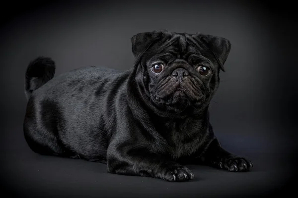 Mops černý pes — Stock fotografie