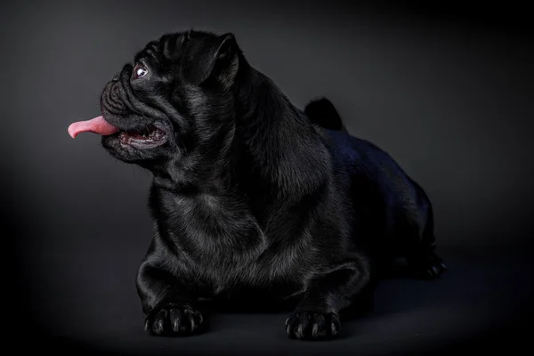 Pug cão preto — Fotografia de Stock