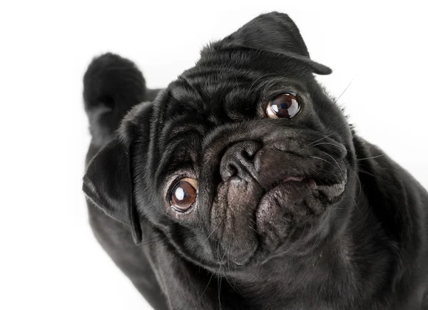 Cão pug preto — Fotografia de Stock