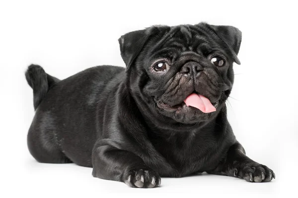 Cane carlino nero — Foto Stock