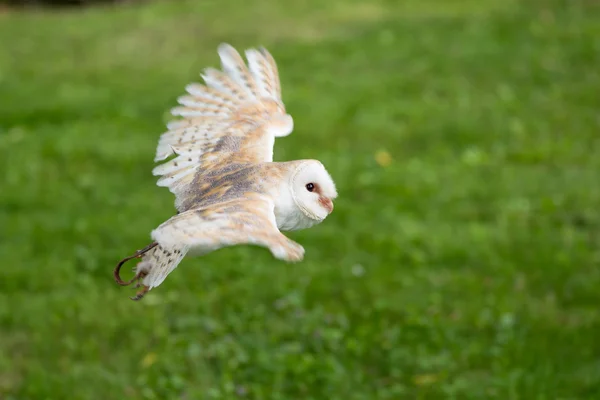 White barn owl — Stock Photo, Image