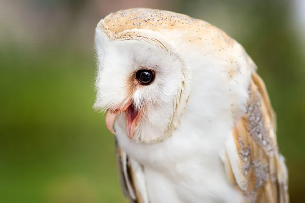 White barn owl — Stock Photo, Image