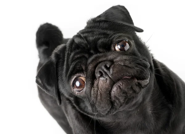 Černý Mops pes Stock Snímky