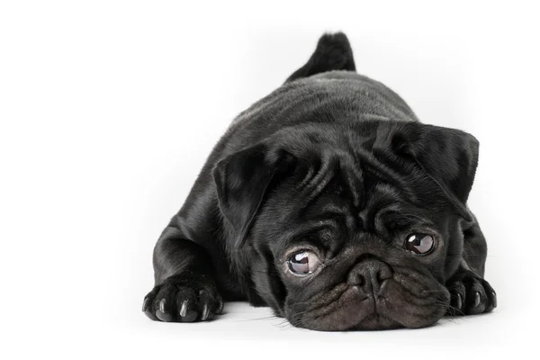 Černý Mops pes Stock Snímky