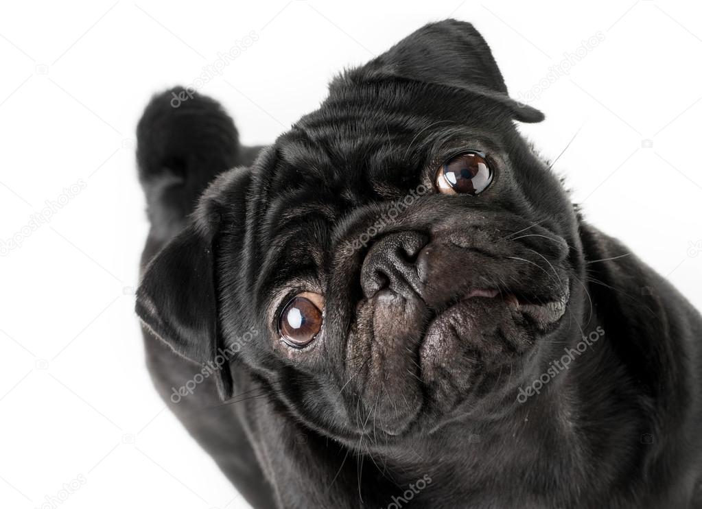 Black pug dog