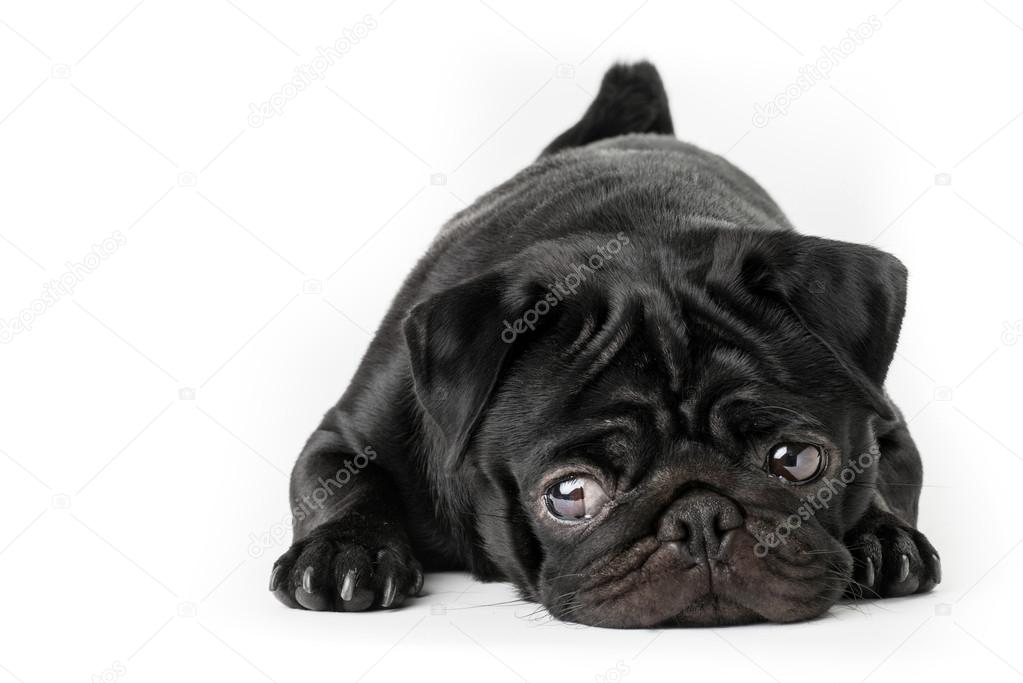 Black pug dog