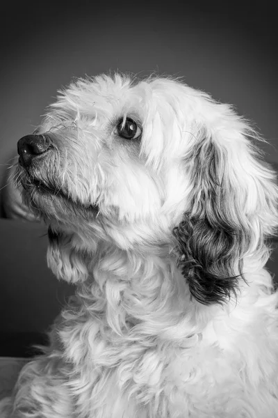 Portrait de chien blanc — Photo