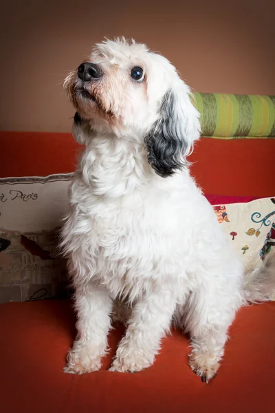 Cane bianco sul divano — Foto Stock