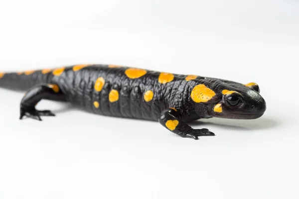 Salamandra de fogo — Fotografia de Stock