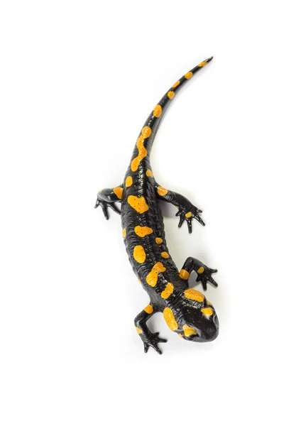 Feuersalamander — Stockfoto