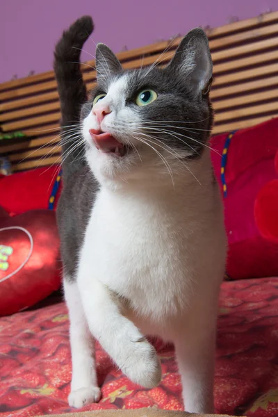 Gato está lamiendo sus chuletas —  Fotos de Stock