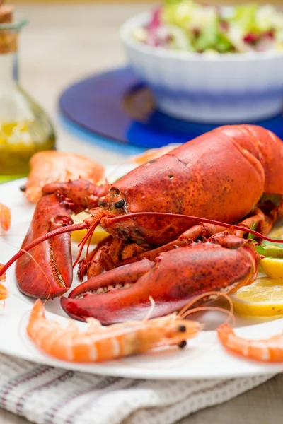 Langosta roja americana — Foto de Stock