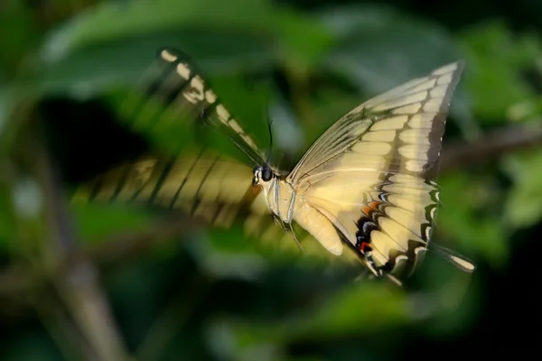 Mariposa amarilla y negra — Foto de Stock