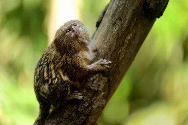 Şirin bir cüce marmoset