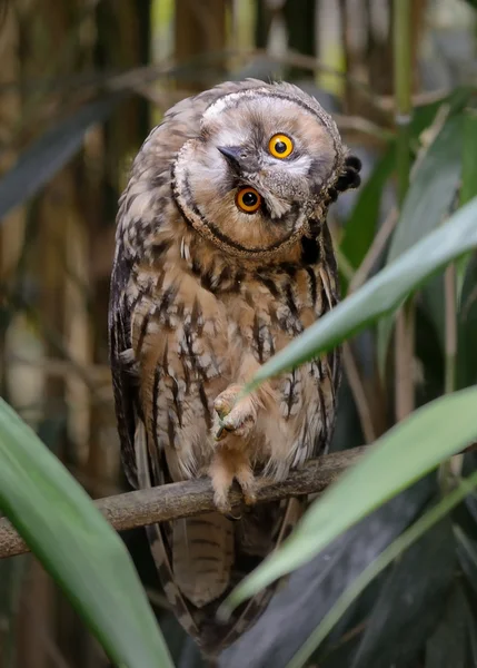 Owl on the tree — Stock Photo, Image