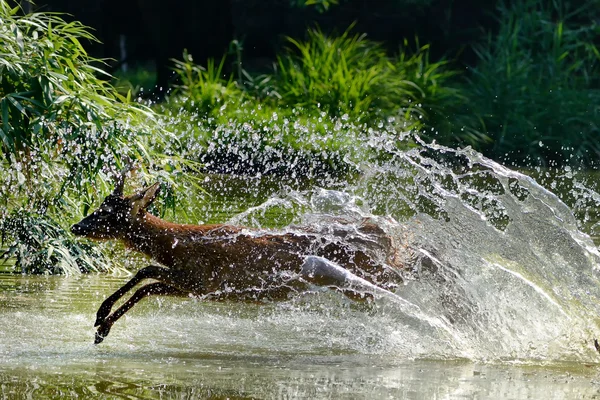European roe deer — Stock Photo, Image