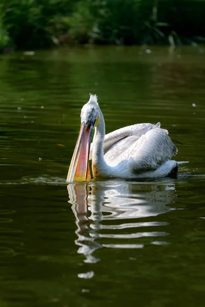 Pelikan na stawie w przyrodzie — Zdjęcie stockowe