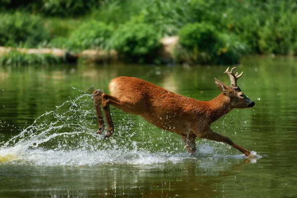 European roe deer — Stock Photo, Image