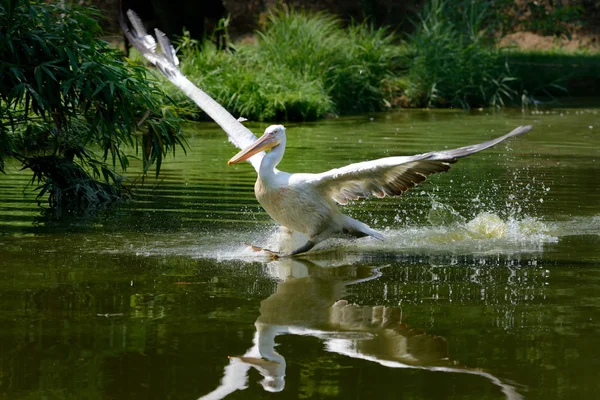 Pelikan auf einem Teich in der Natur — Stockfoto