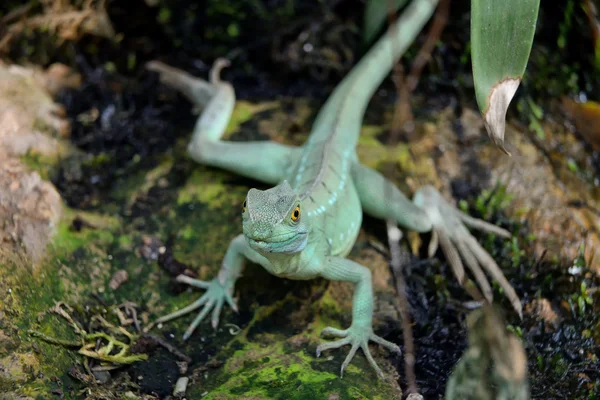 Doğada Iguana — Stok fotoğraf