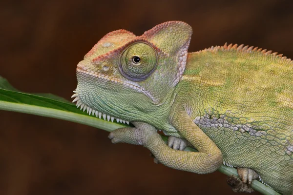 Camaleão verde na árvore — Fotografia de Stock