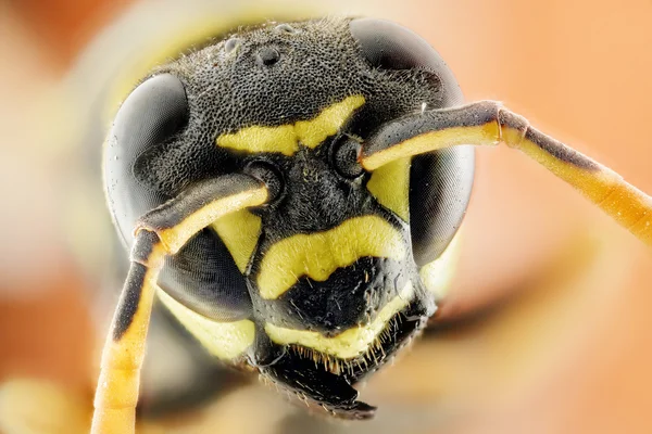 Hornet head close up — Stock Photo, Image