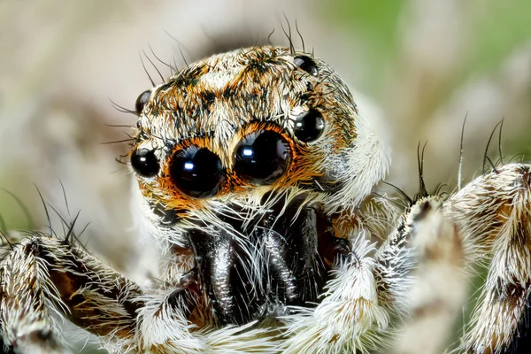 Una pequeña araña saltadora —  Fotos de Stock