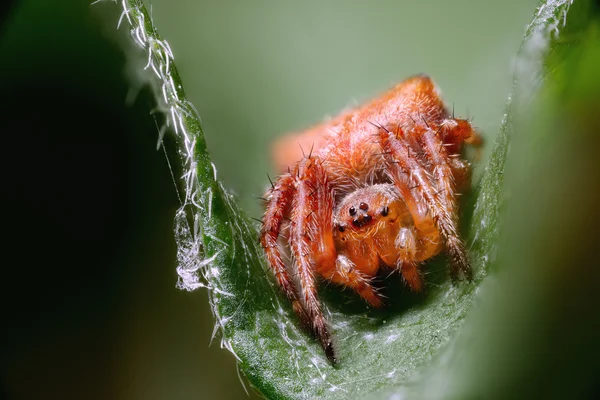 Павук на листі — стокове фото