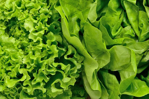 Lettuce close up — Stock Photo, Image