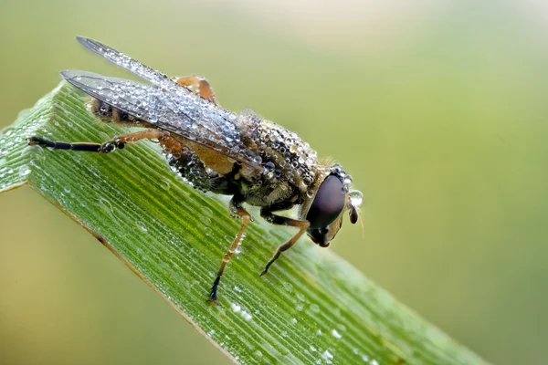 Δρόσου μύγα στο φύλλο — Φωτογραφία Αρχείου