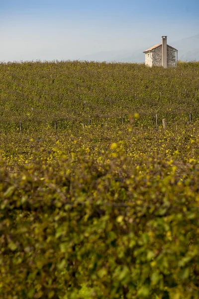 Zelená pole vinice — Stock fotografie