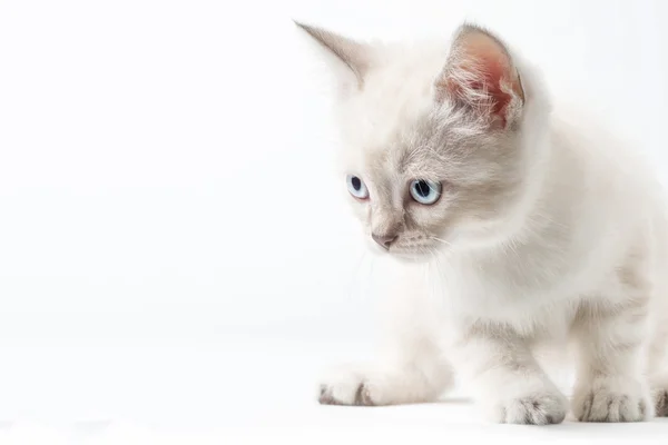 Gato joven blanco —  Fotos de Stock