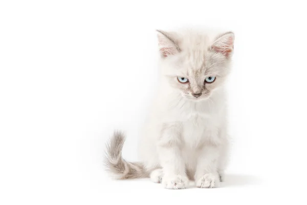 Branco jovem gato — Fotografia de Stock