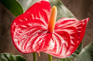 Kırmızı antoryum çiçek